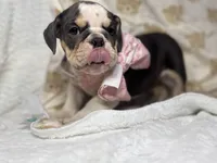 Hazel, a female English Bulldog for sale in Richmond, VA – 2 of 5