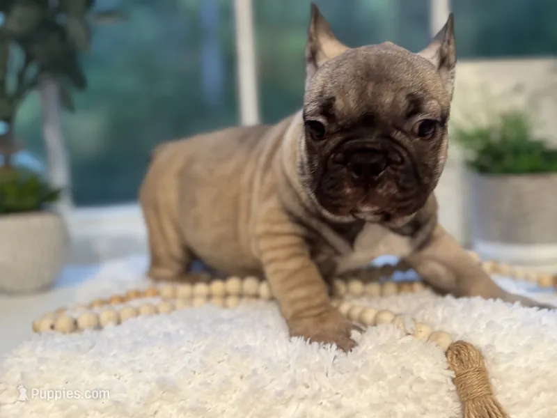 Pancho – French Bulldog puppy for sale in Richmond, VA