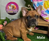 Frank, a male French Bulldog for sale in Richmond, VA – Photo 1 of 3