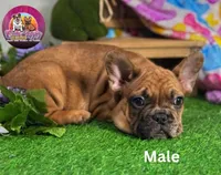 Frank, a male French Bulldog for sale in Richmond, VA – Photo 3 of 3
