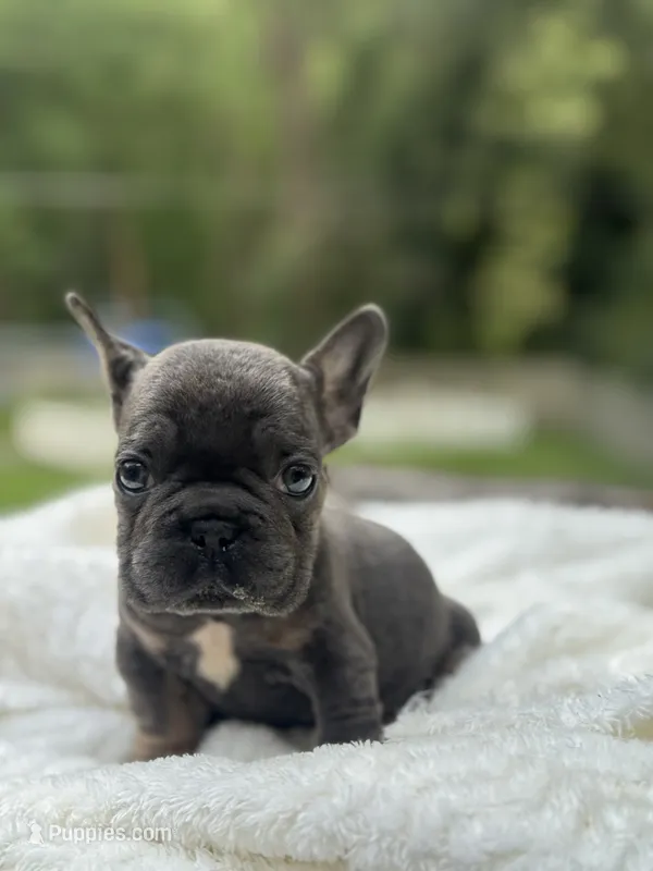 Bluey – French Bulldog puppy for sale in Richmond, VA