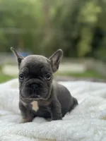 Bluey, a male French Bulldog for sale in Richmond, VA – 1 of 5