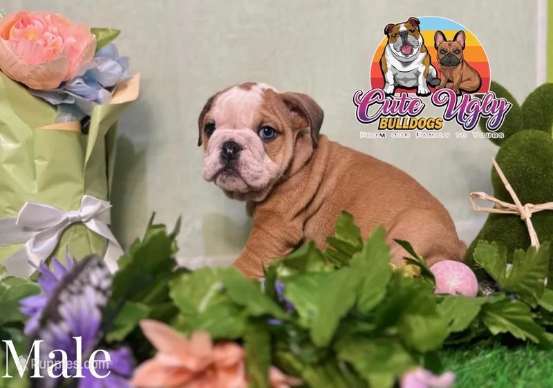 Sammy – English Bulldog puppy for sale in Richmond, VA