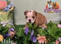 Sammy, a male English Bulldog for sale in Richmond, VA – Photo 2 of 3