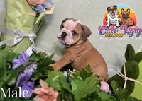 Sammy, a male English Bulldog for sale in Richmond, VA – Photo 3 of 3