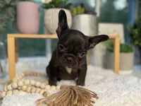 Coco Bean , a female French Bulldog for sale in Richmond, VA – 2 of 4