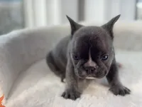 Diego , a male French Bulldog for sale in Richmond, VA – 4 of 4