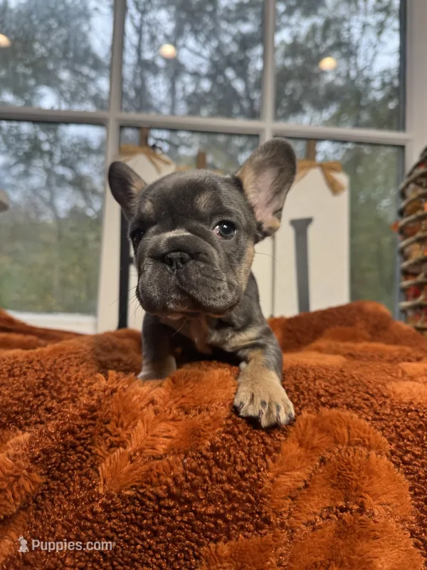 Cinnamon – French Bulldog puppy for sale in Richmond, VA