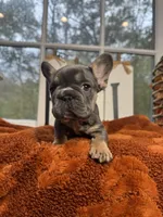 Cinnamon, a female French Bulldog for sale in Richmond, VA – 1 of 3