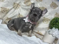 Holly , a female French Bulldog for sale in Richmond, VA – 2 of 4