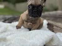 Churro, a male French Bulldog for sale in Richmond, VA – 3 of 3