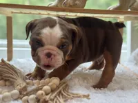 Mocha , a female English Bulldog for sale in Richmond, VA – 5 of 5