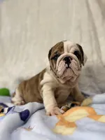 Ruby, a female English Bulldog for sale in Richmond, VA – 2 of 4