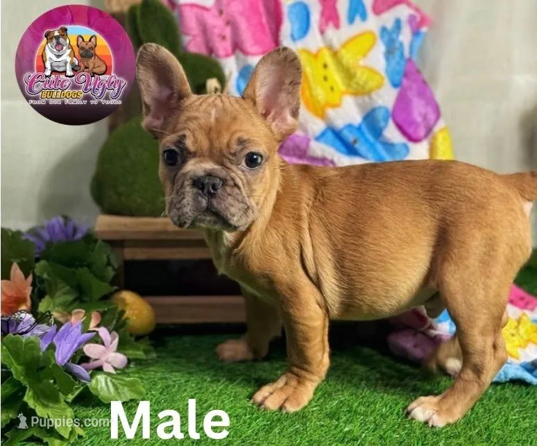 Henry, a male French Bulldog for sale in Richmond, VA – Photo 1 of 3