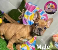 Henry, a male French Bulldog for sale in Richmond, VA – Photo 2 of 3