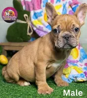 Henry, a male French Bulldog for sale in Richmond, VA – Photo 3 of 3