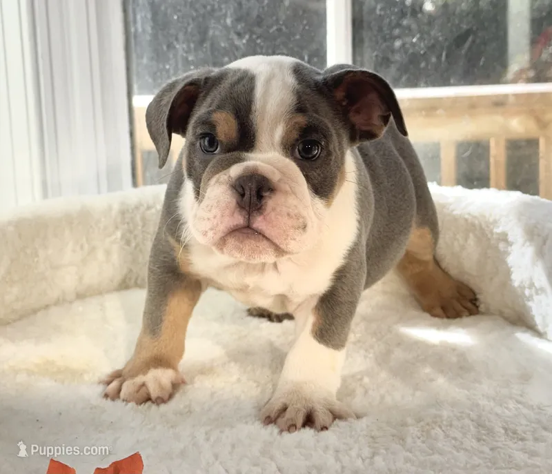 King Charles  – English Bulldog puppy for sale in Richmond, VA