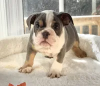 King Charles , a male English Bulldog for sale in Richmond, VA – 1 of 3