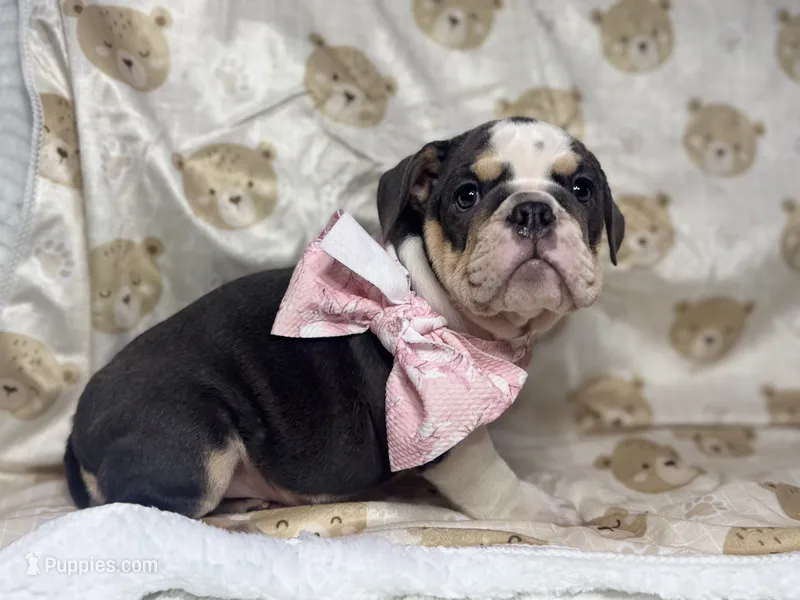 Hazel – English Bulldog puppy for sale in Richmond, VA