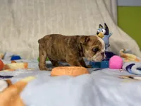 Nacho, a male English Bulldog for sale in Richmond, VA – 3 of 5
