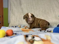 Cooper, a male English Bulldog for sale in Richmond, VA – 3 of 5