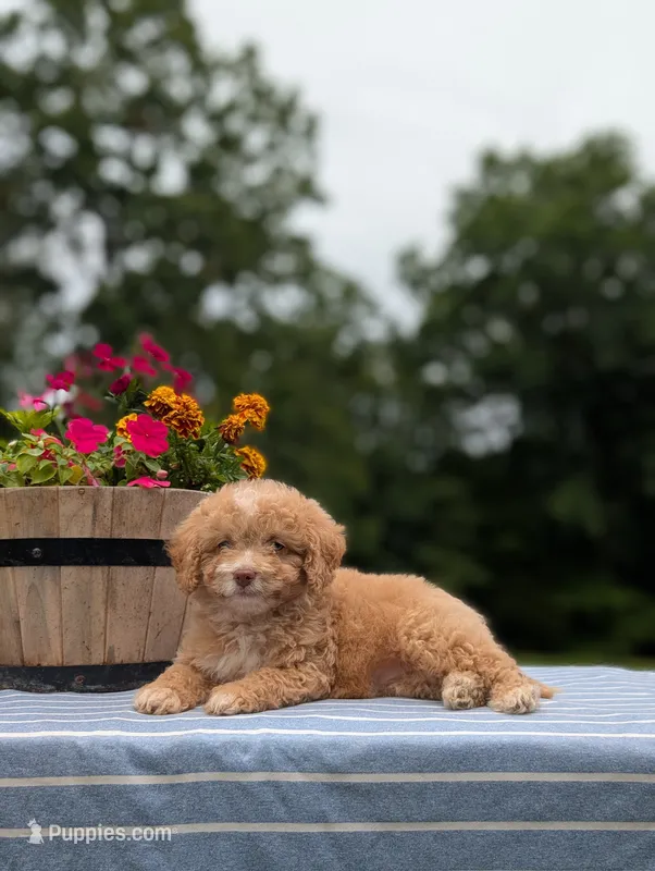 Gemma – Bernese Mountain Dog, Miniature Bernedoodle puppy for sale in Dickson, TN
