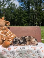Chewie, a male Cavapoo for sale in Dickson, TN – 2 of 6