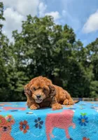 Copper, a male Cavapoo for sale in Dickson, TN – 3 of 6