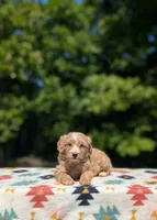 Boomer, a male Bernese Mountain Dog and Miniature Bernedoodle for sale in Dickson, TN – 4 of 8