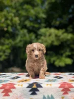 Boomer, a male Bernese Mountain Dog and Miniature Bernedoodle for sale in Dickson, TN – 3 of 8