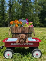 Diego, a male Cavapoo for sale in Dickson, TN – 2 of 7