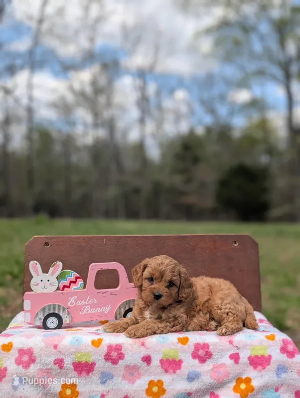 Willow – Cavapoo, Cavalier King Charles Spaniel puppy for sale in Dickson, TN