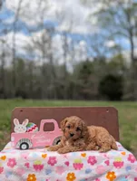 Willow, a female Cavapoo and Cavalier King Charles Spaniel for sale in Dickson, TN – Photo 1 of 6