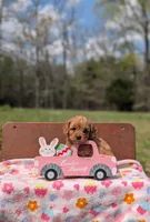 Willow, a female Cavapoo and Cavalier King Charles Spaniel for sale in Dickson, TN – Photo 3 of 6