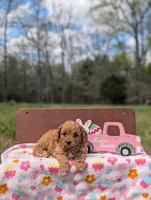 Willow, a female Cavapoo and Cavalier King Charles Spaniel for sale in Dickson, TN – Photo 6 of 6
