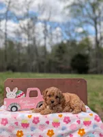 Willow, a female Cavapoo and Cavalier King Charles Spaniel for sale in Dickson, TN – Photo 5 of 6