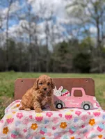 Willow, a female Cavapoo and Cavalier King Charles Spaniel for sale in Dickson, TN – Photo 2 of 6