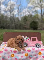 Willow, a female Cavapoo and Cavalier King Charles Spaniel for sale in Dickson, TN – Photo 4 of 6