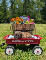 Moose, a male Cavapoo for sale in Dickson, TN – 3 of 7