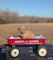 Lucky, a male Cavapoo for sale in Dickson, TN – Photo 3 of 5