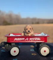 Lucky, a male Cavapoo for sale in Dickson, TN – Photo 5 of 5