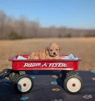 Lucky, a male Cavapoo for sale in Dickson, TN – Photo 2 of 5