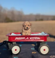 Lucky, a male Cavapoo for sale in Dickson, TN – Photo 1 of 5