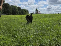 Trooper, a male Bernese Mountain Dog for sale in Dickson, TN – 6 of 6