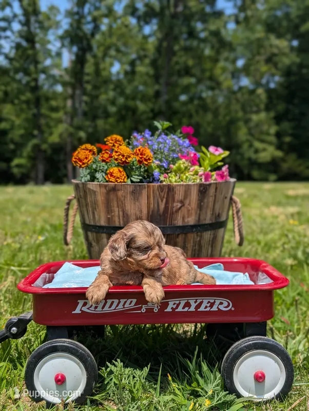 Bandit – Cavapoo puppy for sale in Dickson, TN