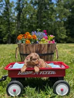 Bandit, a male Cavapoo for sale in Dickson, TN – 1 of 8