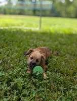 Rigby, a male Cavapoo for sale in Dickson, TN – 8 of 9
