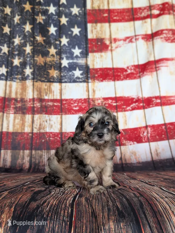 Chewie – Cavapoo puppy for sale in Dickson, TN