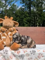 Chewie, a male Cavapoo for sale in Dickson, TN – 5 of 6