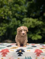 Boomer, a male Bernese Mountain Dog and Miniature Bernedoodle for sale in Dickson, TN – 5 of 8